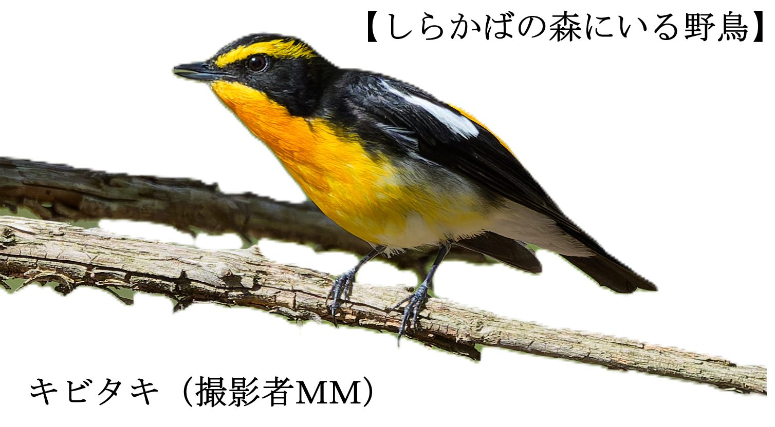 野鳥キビタキ